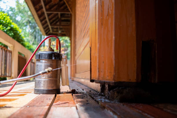 Best Wasp Removal Services  in Santa Anna, TX