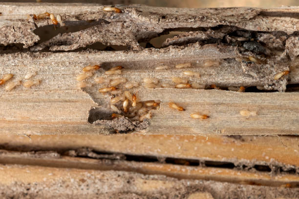 Wildlife Control Services in Santa Anna, TX