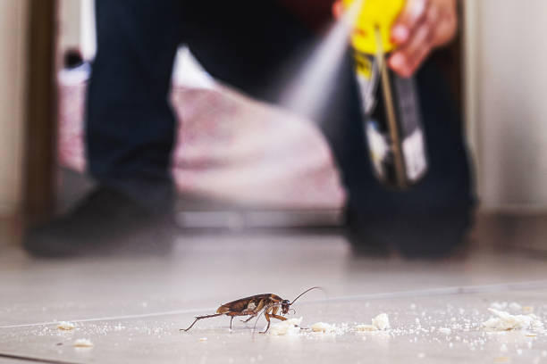 Best Local Pest Control Services  in Santa Anna, TX