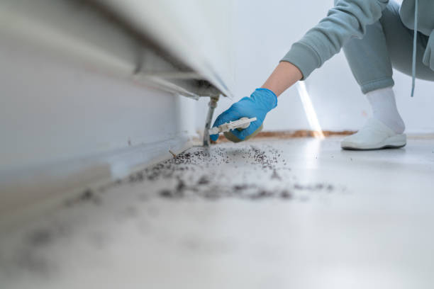 Trusted Santa Anna, TX Pest Control Experts